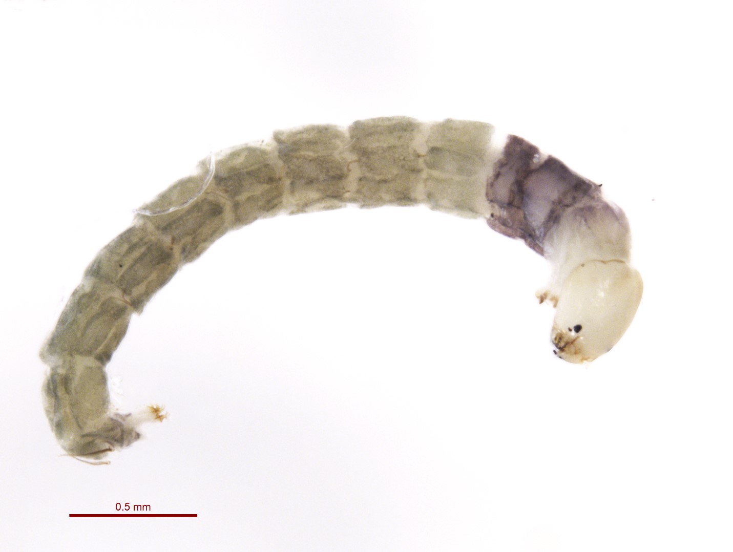 hydrilla larvaejpg